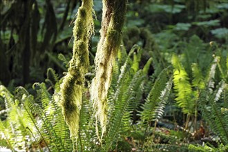 Huge old Douglas firs, overgrown with mosses and lichens, Cathedral Grove, MacMillan Park,