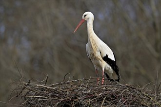 White stork (Ciconia ciconia), standing on eyrie, Switzerland, Europe