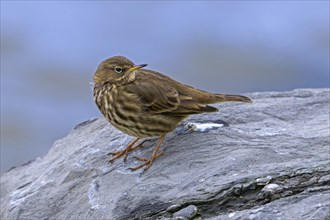 European rock pipit (Anthus petrosus) resting on rocky shore along the North Sea coast in winter