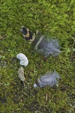 Western capercaillie (Tetrao urogallus) droppings and feathers of hen on the forest floor