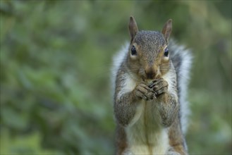 Grey squirrel (Sciurus carolinensis) adult animal feeding on a hazelnut, Suffolk, England, United