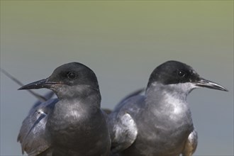 Black tern (Chlidonias niger) close up of pair in breeding plumage in spring