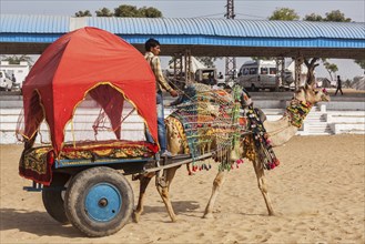 PUSHKAR, INDIA, NOVEMBER 22, 2012: Camel "taxi" for tourists at Pushkar camel fair (Pushkar Mela),