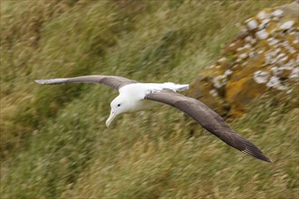 Albatros (Diomedea sanfordi), Taiaroa Head, Otago Peninsula, Neuseeland