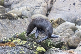 Pinnipeds (Pinnipedia), Colony, Cape Foulwind, New Zealand, Oceania