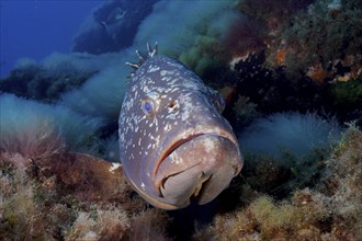 Portrait of dusky grouper (Epinephelus marginatus) (Mycteroperca marginatus) in the Mediterranean