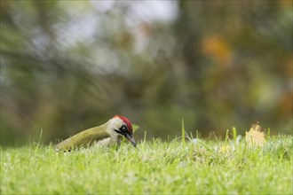 European green woodpecker (Picus viridis) foraging in a meadow, autumn bokeh, Hesse, Germany,