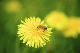 The common dandelion (Taraxacum) is a group of very similar and closely related plants in the