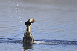 Great Crested Grebe (Podiceps cristatus), mating breeding pair, pair doing a penguin dance and