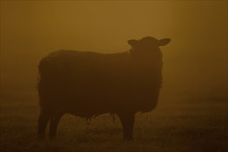 Domestic sheep (Ovis aries) adult ewe farm animal standing in a grass field backlit at sunset,