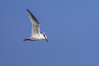 Sandwich tern (Thalasseus sandvicensis Sterna sandvicensis) flying along the North Sea coast in