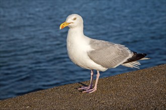 Close up of Herring gull, Larus argentatus, standing on wall with sea behind, paignton, Devon,