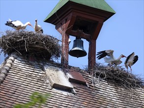 Storks in a nest on the stork tower in Zelt am Hammersbach. The stork tower is the town's landmark,