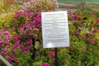 Information sign about Pelargonium viewing, Woottens of Wenhaston nursery garden centre, Wenhaston,