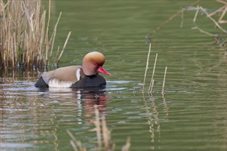 Red-crested Pochard (Netta rufina), Baden-Württemberg, Germany, Europe