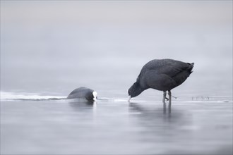 Two common coots (Fulica atra), facing each other, standing or swimming in the fog in smooth water,