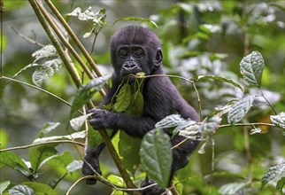 Western lowland gorilla (Gorilla gorilla gorilla) near the Baï-Hokou forest clearing, juvenile,