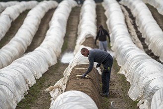 Asparagus harvest in the Rhineland, asparagus pickers at work in an asparagus field covered with