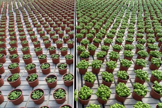 Agriculture, herb gardening, basil plants in pots, in various stages of growth, in a greenhouse