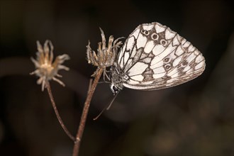 Chequerboard butterfly (Melanargia galathea) in typical sleeping position, Valais, Switzerland,