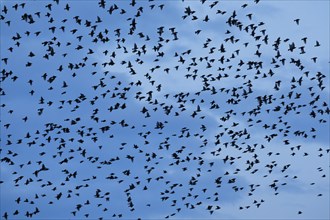 Flock of starlings in flight at dusk