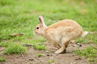 Domesticated rabbit (Oryctolagus cuniculus forma domestica) running over on a meadow, Bavaria,