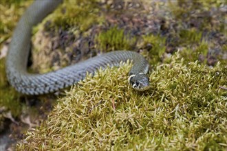 Grass snake (Natrix natrix), Bavaria, Germany, Europe