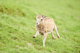 European mouflon (Ovis aries musimon) running standing on a meadow, tirol, Kitzbühel, Wildpark