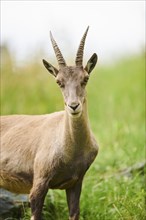 Alpine ibex (Capra ibex) female, portrait, wildlife Park Aurach near Kitzbuehl, Austria, Europe