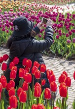 The Keukenhof, gardens, amusement park, spring park, spring flower show, near Lisse, South Holland,