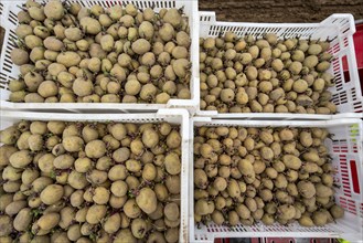 Early potatoes are placed in the soil of the field with a planting machine, Agriculture, Spring