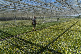 Horticultural business, greenhouse, various types of potted plants are grown here to be sold in