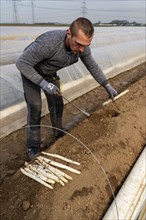 Asparagus harvest in the Rhineland, asparagus pickers at work in an asparagus field covered with