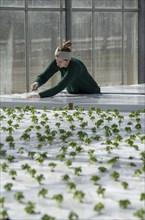 Agriculture, herb nursery, basil seedlings, growing in a greenhouse