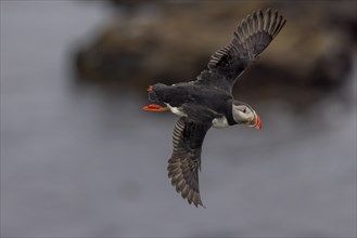 Puffin (Fratercula arctica), in flight, Grimsey Island, Iceland, Europe