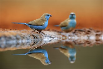 Blue-winged Oriole (Uraeginthus angolensis), Angola Butterfly Finch, adult, two birds, at the