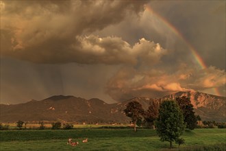 Evening mood with clouds and rainbow over mountains, summer, Loisach-Lake Kochel-Moore, view of