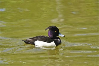 Tufted duck (Aythya fuligula) swimming on a lake, spring, Germany, Europe