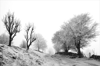 Aubrac plateau. Hedge of trees and path in winter. Lozere department. Occitanie. France