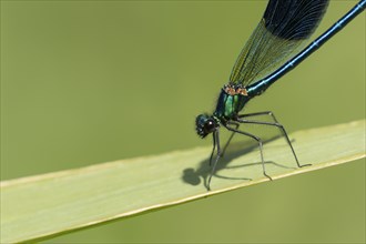 Banded demoiselle damselfly (Calopteryx splendens) adult male insect resting on a reed leaf in the