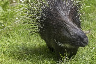 Crested porcupine (Hystrix cristata) native to Italy, North Africa and sub-Saharan Africa