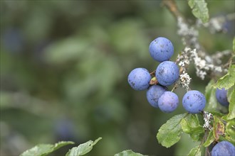 Blackthorn (Prunus spinosa), ripe blue fruit on the bush, drupes, Wilnsdorf, North