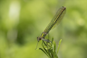 Banded demoiselle damselfly (Calopteryx splendens) adult female insect resting on a leaf in the