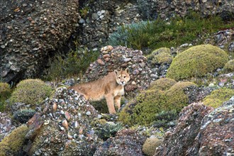 Cougar (Felis concolor patagonica) wbl. Torres del Paine NP, Chile, Torres del Paine NP, South