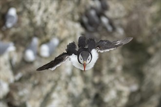 Atlantic puffin (Fratercula arctica) adult bird in flight with sea cliffs in the background in the