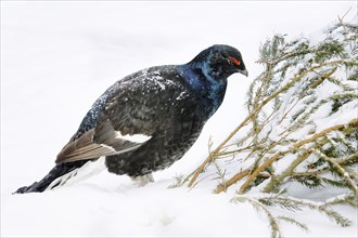 Black grouse, cockerel, winter, (Tetrao tetrix), Bavarian Forest, Bavaria, Federal Republic of