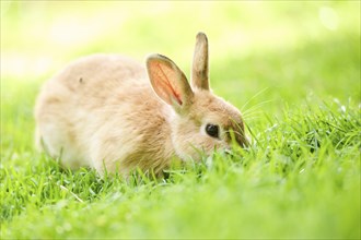 Domesticated rabbit (Oryctolagus cuniculus forma domestica) lying on a meadow, Bavaria, Germany,