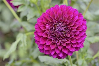 Decorative dahlias (Dahlia), Purple Joy variety, purple-coloured flower, North Rhine-Westphalia,