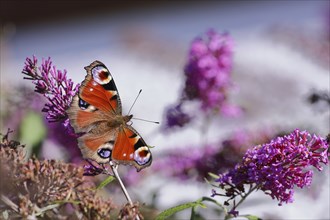 European peacock (Aglais io), on summer lilac or butterfly-bush (Buddleja davidii), Wilden, North