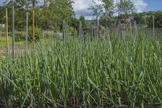 Common onions (Allium cepa), in a bed, vegetable patch, garden bed, Alsace, France, Europe